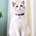 Personalized Breakaway Cat Collar with Engraved Name Tag - Adjustable Kitten Safety Collar with Bell - 7 Colors - Customizable up to 3 Lines of Text - Buy Online on SooperMarket.com