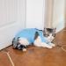 Cat Surgery Recovery Suit - Post-Operative Vest Shirt for Abdominal Wounds or Skin Diseases - E-Collar Alternative - S Blue - Buy Online on SooperMarket.com