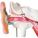 Ear Anatomy Model Human Medical Ear Inner Ear Medium Ear earpted with Enlarged Ear Texture - Buy Online on SooperMarket.com