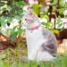 EXPAWLORER Breakaway Cat Collar 2 Pack with Bow tie and Bell - Cute Kitten Safety Collars - Plaid Dinosaur Universe Pattern Purple - Buy Online on SooperMarket.com