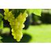 California Jumbo Golden Raisins 1.5 Pounds - Non-GMO, Sun-Dried, Seedless, Kosher, Vegan - Raw Bulk Pack - Buy Online on SooperMarket.com