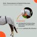 RL24 Eczema Ceiling for Horses - Silver Gray | Insect Protection Fine-Meshed Tissue Double Front Closure & Leg Cords | 115cm Outdoor Ceiling - Buy Online on SooperMarket.com