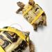 Leather Harness Strap for Tortoise Adjustable Small Pet Harness Reptile Leash Turtle Leash Pet Walking Lead - Buy Online on SooperMarket.com