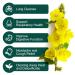 Mullein Leaf Tea Bags - Respiratory Support Herbal Tea | Caffeine-Free | 40 Tea Bags - Buy Online on SooperMarket.com