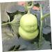Anneome 2pcs Vegetable Shaping Mold Fruit Cucumber Shaping Molds Adorable Melon Mold Watermelon Pumpkin - Buy Online on SooperMarket.com