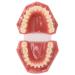 Orthodontic Demonstration Model for Dental Research | Metal Wires & Ceramic Brackets | Teaching Aids for Adults - Buy Internationally - Buy Online on SooperMarket.com
