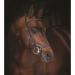 Buy Horseware Rambo Micklem Deluxe Competition Bridle - Brown Size M - International Shipping Available - Buy Online on SooperMarket.com