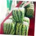 OSALADI 2pcs Pumpkin Fruit Tools Vegetable Growth Mold Large Pole Shaping Mold Watermelon Square Former 15x15cmx2pcs Transparentx2pcs - Buy Online on SooperMarket.com