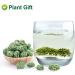 Plant Gift Panax Notoginseng Flower 60G/2.12oz Tienchi Notoginseng Tea Tienchi Ginseng - Buy Online on SooperMarket.com