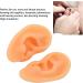 Soft Silicone Human Ear Model Set for Acupuncture Practice - 2 Pieces, Clear Structure - Ideal for Hospitals - Buy Online on SooperMarket.com