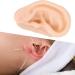 Silicone Ear Model for Acupuncture Practice | Realistic Fake Ear with Presentation Stand - International Shipping Available - Buy Online on SooperMarket.com