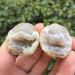 1pair Beautiful Natural Agate Geode Little Geode Cluster Rare Gem Home Decoration Collection for Gifts - Buy Online on SooperMarket.com