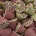Hannahs Chocolate Candy Spinning Tops 1 kg