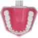 Teeth Model Toothbrushes - Dental Teaching Tool Kit | 120 Open & Clear View for Effective Learning - Buy Online on SooperMarket.com