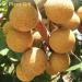 Plantgift Natural Dried Longan 100g - Premium Quality 100% Fruit Meat No Sugar Perfect for Teas Desserts & Cooking - Buy Online on SooperMarket.com