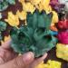 Specimen Healed 260g Natural Crystal Green Ghost Crystal Cluster As a Gift kaixun - Buy Online on SooperMarket.com