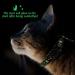 Gold Moons Glow in The Dark Cat Harness and Leash Set for Kittens & Small Animals - Buy Online on SooperMarket.com