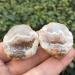 1pair Beautiful Natural Agate Geode Little Geode Cluster Rare Gem Home Decoration Collection for Gifts - Buy Online on SooperMarket.com