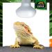 Terra Exotica 75W Heat Spot Bulb for Reptiles - 3 Pack Terrarium Lighting - Optimal Heat for Reptile Habitats - 25W 40W 60W 100W 150W Options Available - Buy Online on SooperMarket.com
