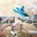 APlayfulBee Soft Silicone Goat Nipple 25Pcs - Blue | Farm Supplies for Sheep, Goat, Calf, Dog | Milk Bottle Topper for Efficient Feeding - Buy Online on SooperMarket.com