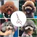 Dog Grooming Scissors Stainless Steel Pet Curved Shears Cutting Trimming Scissors with Round Tip for Grooming Dogs Cats - Buy Online on SooperMarket.com