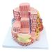 Enlarge 40 000 Times Skeletal Muscle Fiber MicroAnatomy Model Medical Education Training aid Science Kits