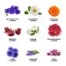 Blue Flower Tea Gift Set - 45 Assorted Tea Bags | Mother's Day Gift for Mom - 9 Flavors Flower Based Tea - Buy Online on SooperMarket.com