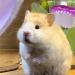 JNAWA 3 Pieces Pet Hair Comb Cleaning Pet Grooming Brushes Pet Bathing Brush Hamster Brushes Nail Cleaner for Guinea Pig Chinchilla Ferret - Buy Online on SooperMarket.com