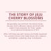 innisfree Cherry Blossom Dewy Glow Jam Cleanser - 5.29 Fl Oz (Pack of 1) - Buy Online on SooperMarket.com