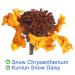 Buy Kunlun Snow Daisy Tea - Snow Chrysanthemum Herbal Tea for Low Blood Pressure & Weight Loss | 40g/1.4oz - Natural Chinese Flora - International Shipping Available - Buy Online on SooperMarket.com