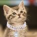 Rayminsino Adjustable Pet Collar with Pearl & Gemstone Diamond Necklace - Stylish Accessories for Cats & Dogs - Buy Online on SooperMarket.com