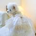 BT Bear Smally Dog & Cat Princess Tutu Dress - Lace Wedding Outfit for Small Pets - Size M Apricots - Buy Online on SooperMarket.com