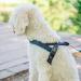 Nobby Norwegian Harness Mesh Preno - Pink Adjustable L: 38-50 cm 20/25 mm Pack of 6 - Lightweight & Comfortable - Buy Online on SooperMarket.com