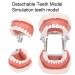Removable Tooth Model for Dental Education | Simulation Teeth Restoration & Bridge Implants Teaching Aid - Buy Online on SooperMarket.com