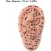 Buy 17cm Ear Acupuncture Point Model - Large Reflexology Learning Display for International Shipping - Buy Online on SooperMarket.com