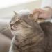 Premium Cat Brush & Undercoat Comb | Remove Mats & Reduce Shedding | Healthy Fur Massage Kit for Cats - Buy Online on SooperMarket.com