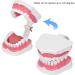 Teeth Model Toothbrushes - Dental Teaching Tool Kit | 120 Open & Clear View for Effective Learning - Buy Online on SooperMarket.com