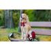 Lionet Paws Bowtie Dog Halison - Comfortable Silk Collar with Removable Fly for Medium Dogs (Neck 34-55cm) - Red - 1 Pack - Buy Online on SooperMarket.com