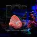 Buy Cikonielf Magnetic Coral Frag Rack - 4 Hole Transparent Acrylic Aquarium Coral Holder for International Shipping - Buy Online on SooperMarket.com