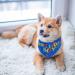 Blue Dog Birthday Boy Bandana for Small to Large Dogs - Puppy Party Scarf - Buy Online on SooperMarket.com