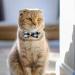 Dynmeow Plaid Pattern Cat and Dog Collar with Bowtie - Adjustable, Comfortable Boy or Girl Gift - XX-Small, Black - Buy Online on SooperMarket.com
