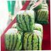 Uonlytech Watermelon Shaping Fruit Tools Pumpkin Growing Molds for Garden Vegetable Shaping Tool Watermelon Modeling Big Rod 15x15cm Transparent - Buy Online on SooperMarket.com