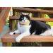 PetSoKoo Four-Leaf Clover Cat Collar with Bell | Japan Chirimen Kitten Collar | Orange Yellow | Small Cat Standard Size - Buy Online on SooperMarket.com