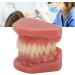 Teeth Demonstration Model - Orthodontic Mouth Training Reusable 28 Tooth Simulation for Dental Professionals & Hospitals - Buy Online on SooperMarket.com