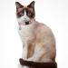 Personalized Breakaway Cat Collar with Engraved Name Tag - Adjustable Kitten Safety Collar with Bell - 7 Colors - Customizable up to 3 Lines of Text - Buy Online on SooperMarket.com