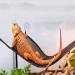 NA 2 Pcs Lizard Hammock Lounger Bearded Dragon Hammock Reptile Vines Hammock Black Reptile Hammock for Geckos Reptile Lizard - Buy Online on SooperMarket.com