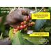 Ugandan Medium Roast Arabica Coffee Beans 100g | Single Origin Mt. Elgon 100% Arabica Coffee Beans Sourced from Small Scale Farmers | Better Food Mood - Buy Online on SooperMarket.com