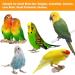 Yorgewd 7 Pack Bird Toys Natural Wood Small Bird Cage Toys Small Parrot Swing Chewing Toys for Budgies Small Parakeets Conures Love Birds Cockatiel Finches - Buy Online on SooperMarket.com