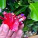Natural Crystal Rough 1pcs Beautiful Rose Flame Aura Quartz Crystal Cluster Specimen - Buy Online on SooperMarket.com