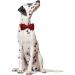 Lionet Paws XL Dog Collar with Removable Fly - Comfortable Silk Christmas Collar for Large Dogs (40-66cm) - Red 1 Pack - Buy Online on SooperMarket.com